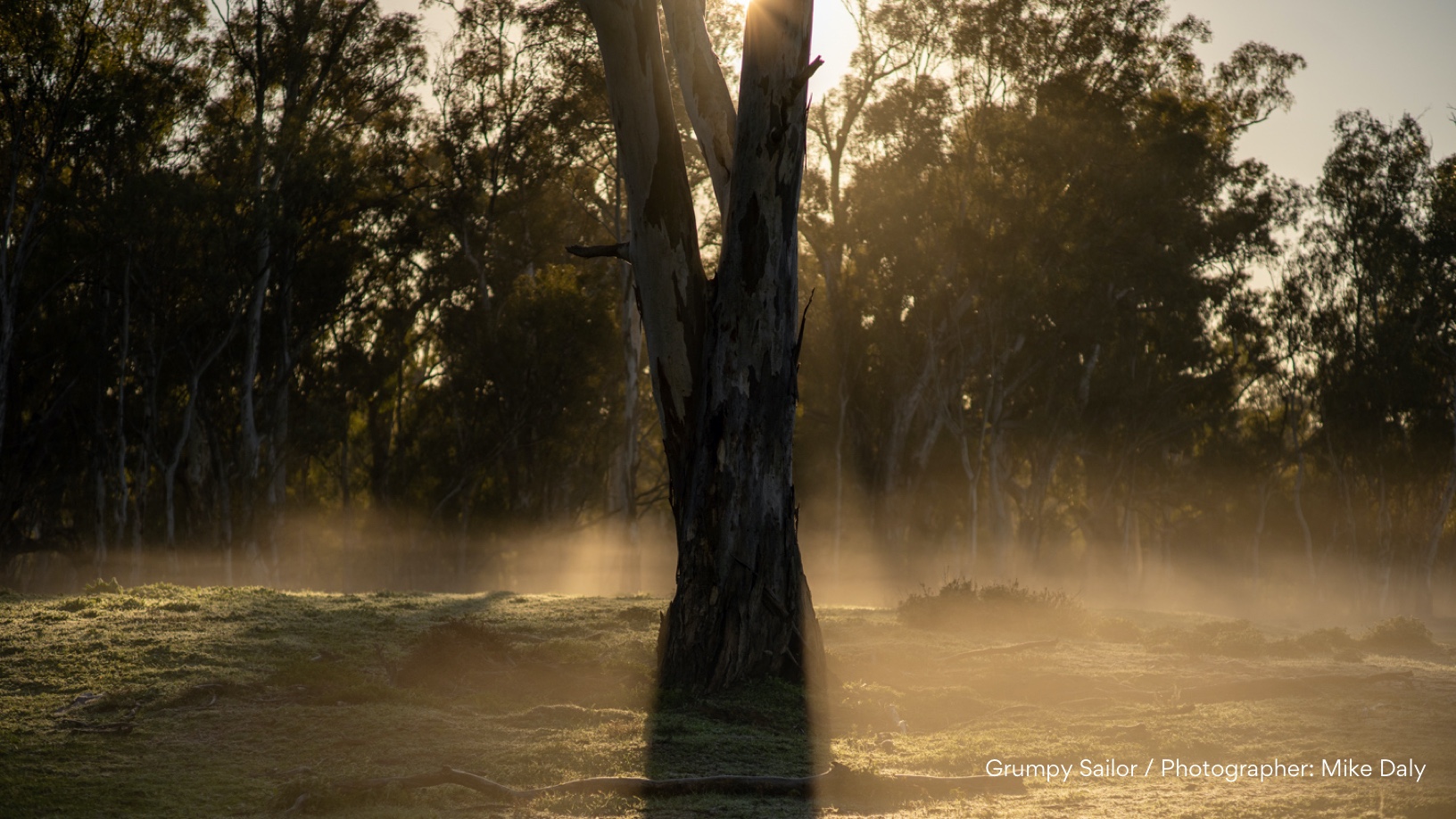 Fog swirling around a Eucalyptus tree in the early morning.