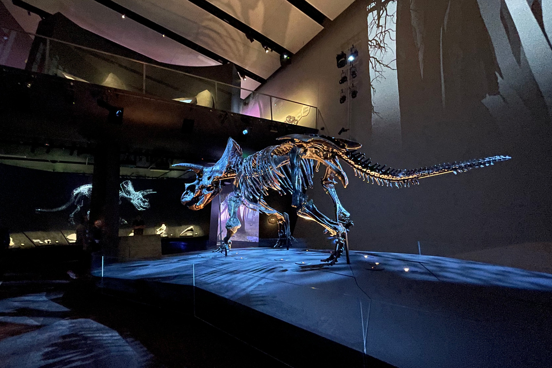 Reconstructed life-sized triceratops fossil